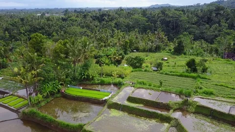 Flying over rice fields Stock Footage 74511141