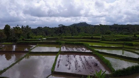 Flying over rice fields Stock Footage 74511325