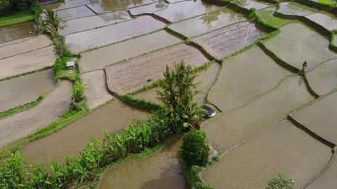 Flying over rice fields Stock Footage 74511353