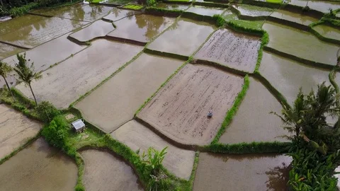 Flying over rice fields Stock Footage 74515372