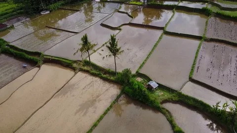 Flying over rice fields Stock Footage 74515472