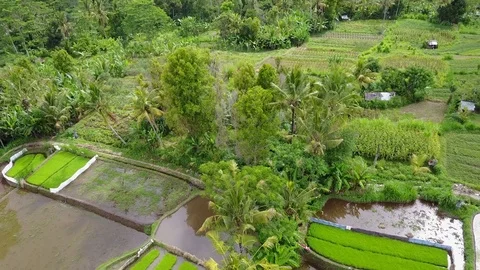 Flying over rice fields Stock Footage 74515555