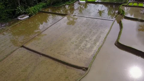 Flying over rice fields Stock Footage 74606507