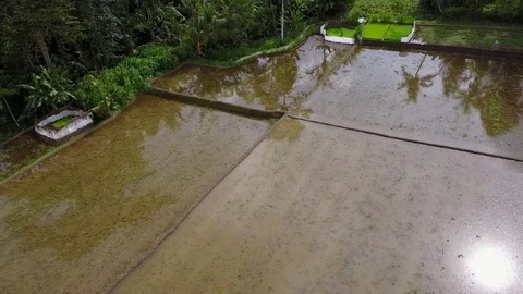 Flying over rice fields Stock Footage 74606599