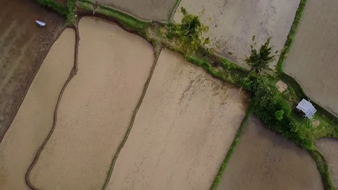 Flying over rice fields Stock Footage 74606997