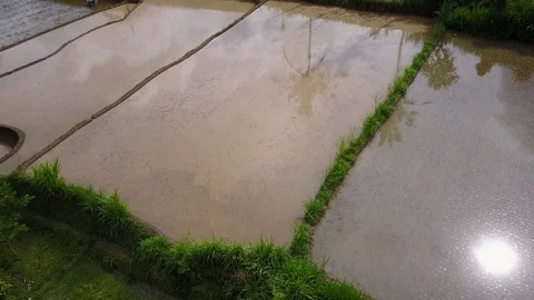 Flying over rice fields Stock Footage 74607109