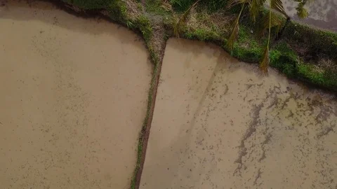 Flying over rice fields Stock Footage 74607125