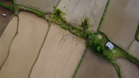Flying over rice fields 動画素材 74642565