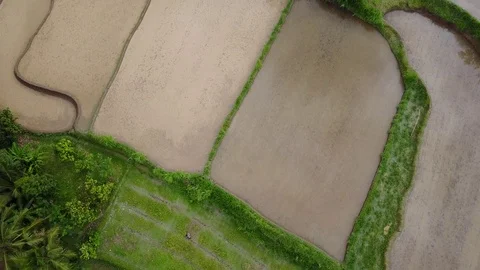 Flying over rice fields 動画素材 74642576