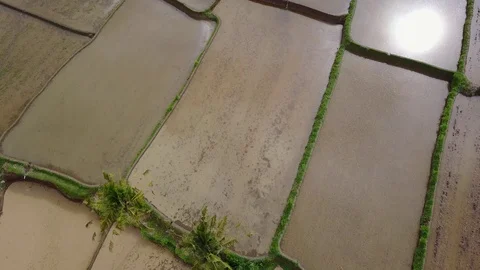 Flying over rice fields 動画素材 74754378