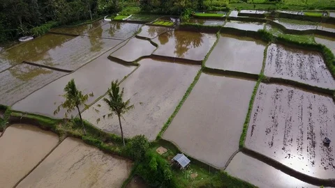 Flying over rice fields 動画素材 74754382