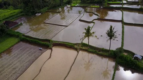 Flying over rice fields 動画素材 74754409