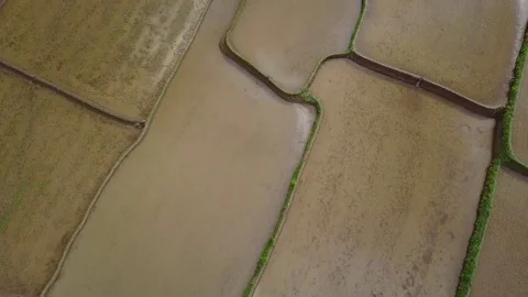 Flying over rice fields 動画素材 74754412