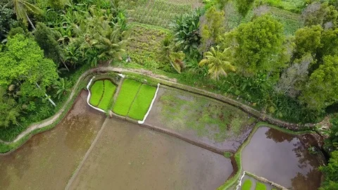 Flying over rice fields 動画素材 74754423