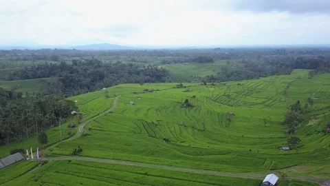 Flying over rice fields 動画素材 76687414