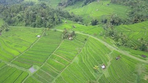 Flying over rice fields 動画素材 76687508