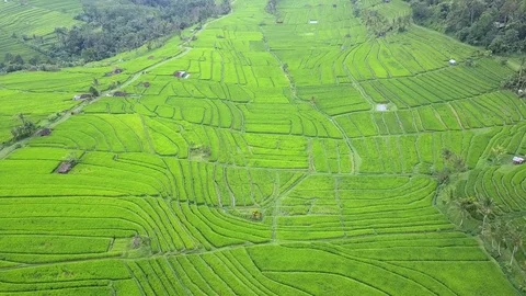 Flying over rice fields 動画素材 76687682