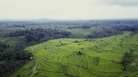 Flying over rice fields 動画素材 76687692