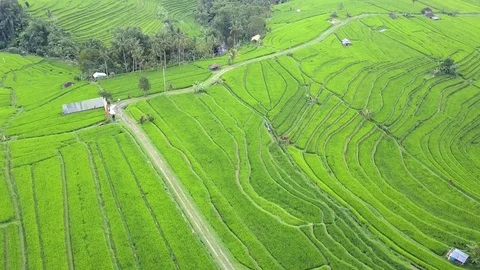 Flying over rice fields Stock Footage