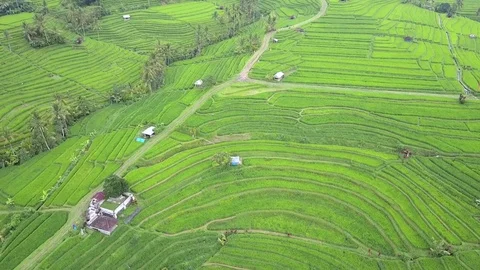 Flying over rice fields 動画素材 77013143
