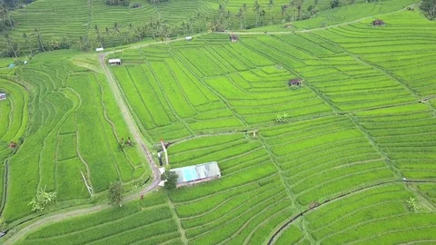 Flying over rice fields 動画素材 77079695