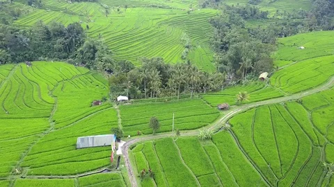 Flying over rice fields 動画素材 77079700