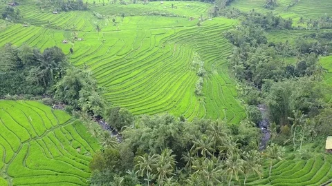 Flying over rice fields 動画素材 77079913