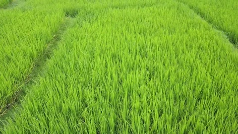 Flying over rice fields 動画素材 77149596