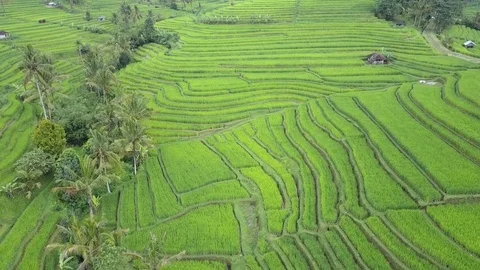 Flying over rice fields 動画素材 77149626