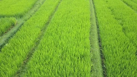 Flying over rice fields 動画素材 77149997