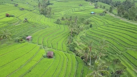 Flying over rice fields 動画素材 77150123