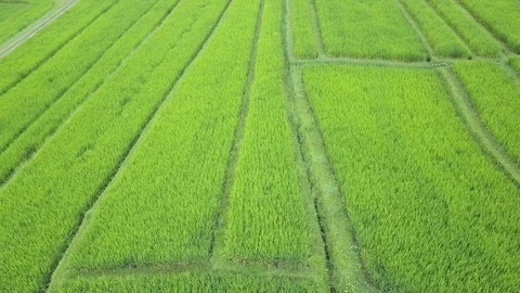 Flying over rice fields 動画素材 77150128