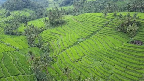 Flying over rice fields 動画素材 77150246