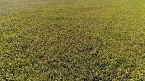 Flying over rice fields Stock Footage 92155458