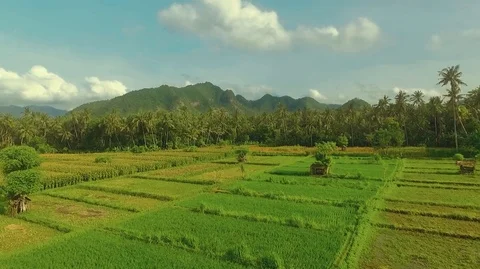 Flying over rice fields, rising above palm trees jungle, mountains in background Video stock 77706663