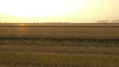 Flying over the rice fields at sunset 스톡 동영상 99248397