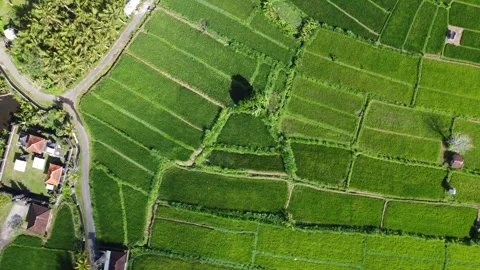 Flying over rice fields in Ubud, Bali Stock Footage 257202819