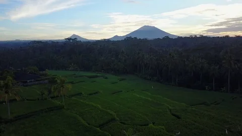 Flying over rice fields with volcano view Stock Footage 74027351