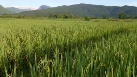 Flying OVer Rice 스톡 동영상 160872052