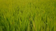 Flying Over Rice Paddies In Bali Stock Footage