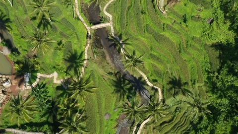 Flying over Rice Paddy fields in the jungle in Bali Indonesia. Stock Footage 102514771
