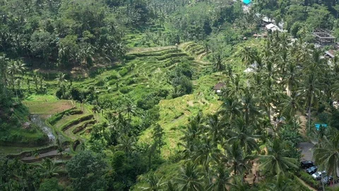 Flying over Rice Paddy fields in the jungle in Bali Indonesia. Stock Footage 102515447