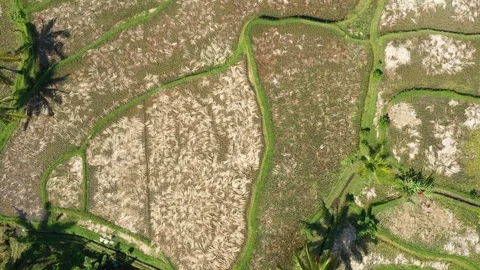 Flying over Rice Paddy fields in the jungle in Bali Indonesia. Stock Footage 102517203
