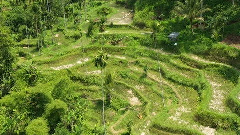 Flying over Rice Paddy fields in the jungle in Bali Indonesia. Stock Footage 102522487