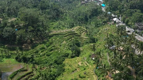 Flying over Rice Paddy fields in the jungle in Bali Indonesia. Stock Footage 102523988