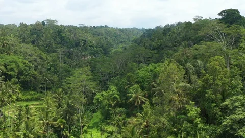Flying over Rice Paddy fields in the jungle in Bali Indonesia. Stock Footage 102524885