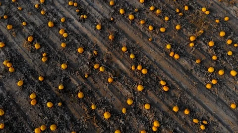 Flying over ripened pumpkin field, aerial shot Stock Footage 118265338
