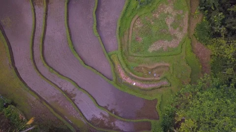 Flying over rise fields, camera rising up Stock Footage 94152857
