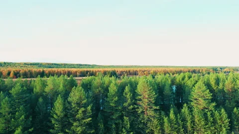 Flying over the river and forest. Beautiful view from above. Autumn. Stock Footage 163239019