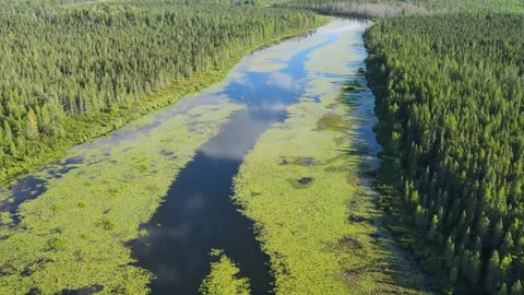 Flying over river and forest in Minnesota Stock-Footage 246311652
